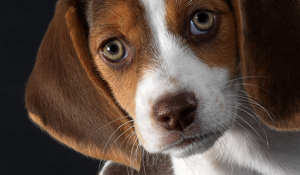 Popular Dog Breeds - Beagle &ndash; Beagle puppy with brown and white fur staring into the camera with soulful eyes