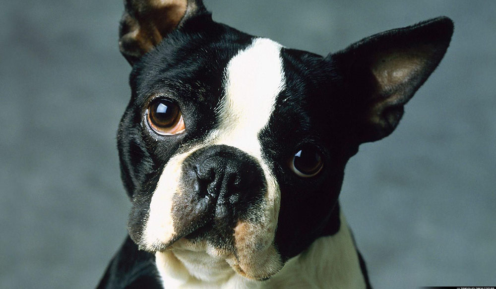 Popular Dog Breeds - Boston Terrier &ndash; Boston Terrier with a tuxedo-like black and white coat and a slightly tilted head