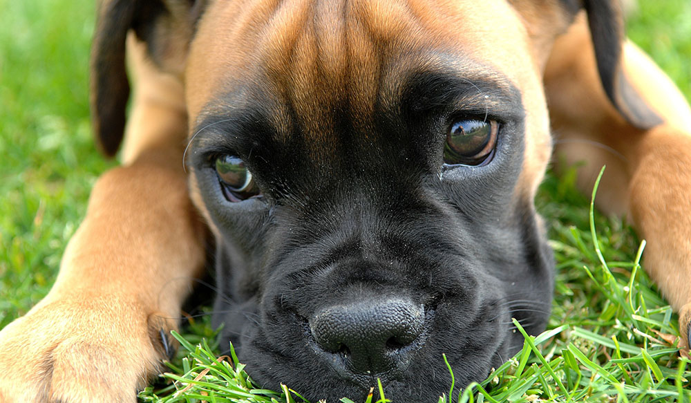 Popular Dog Breeds - Boxer &ndash; Young Boxer dog lying on green grass with deep, soulful eyes