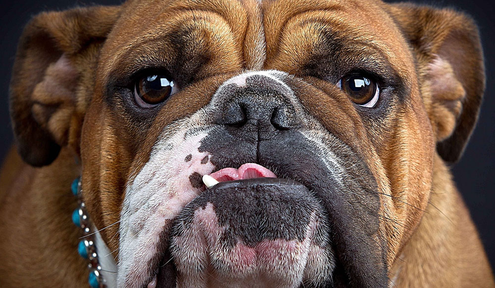 Popular Dog Breeds - Bulldog &ndash; Wrinkled Bulldog with a distinctive underbite and a bone in its mouth