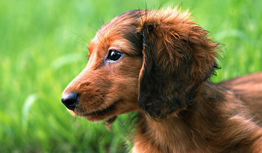 Popular Dog Breeds - Dachshund &ndash; Long-haired Dachshund with reddish-brown fur looking off to the side in a green field
