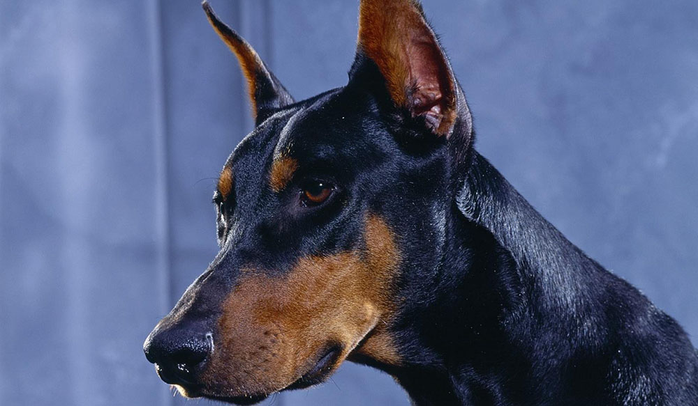 Popular Dog Breeds - Doberman Pinscher &ndash; Sleek black and tan Doberman Pinscher with alert ears against a dark blue backdrop