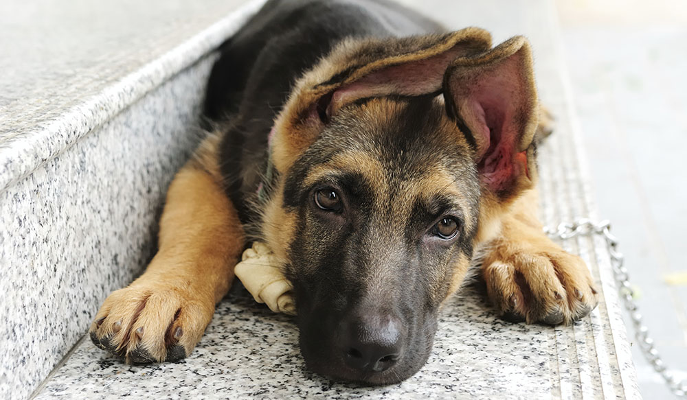 German Shepherd &ndash; Young German Shepherd with floppy ears resting on concrete steps with a chew bone