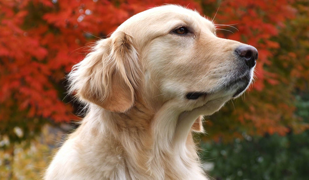 Golden Retriever &ndash; Golden Retriever with a soft coat posing in front of red autumn leaves