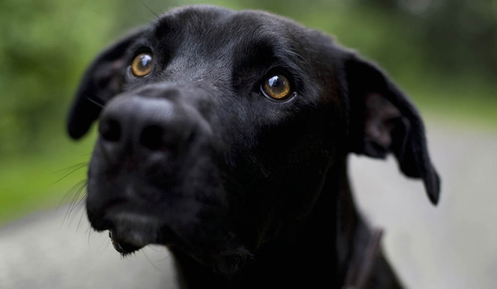 Labrador Retriever &ndash; Black Labrador Retriever looking up with deep brown eyes on a forest path