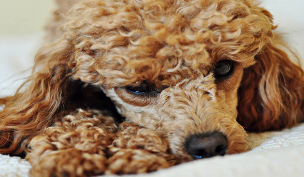Poodle &ndash; Close-up of a curly-haired brown Poodle resting on a white blanket