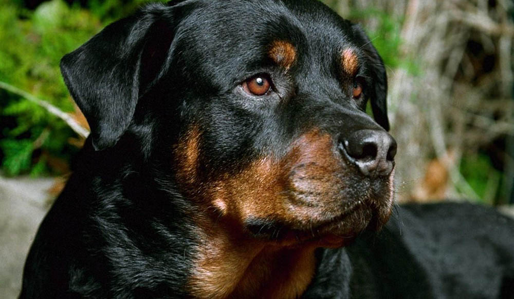 Popular Dog Breeds - Rottweiler &ndash; Rottweiler with a black and tan coat lying outdoors with a watchful gaze