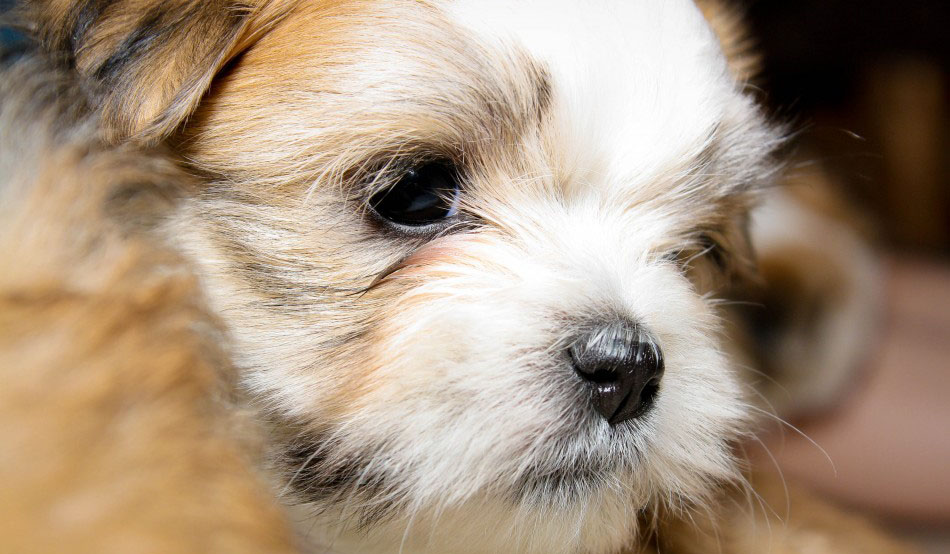 Popular Dog Breeds - Shih Tzu &ndash; Close-up of a fluffy Shih Tzu puppy with soft white and tan fur