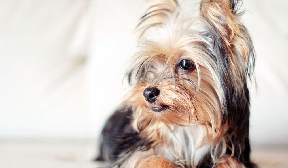 Popular Dog Breeds - Yorkshire Terrier &ndash; Small Yorkshire Terrier with silky, slightly unkempt fur looking to the side indoors
