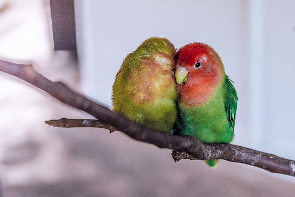What Does Your Choice of Pet Say About Your Personality?