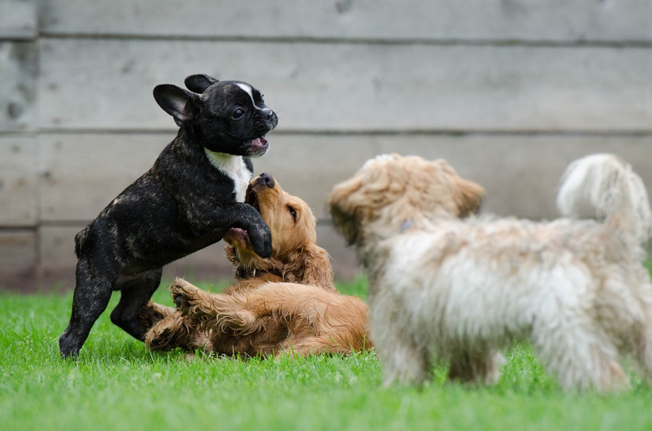 What Does Your Choice of Pet Say About Your Personality?